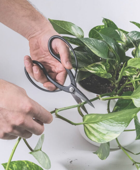 plant_product_accessories_4