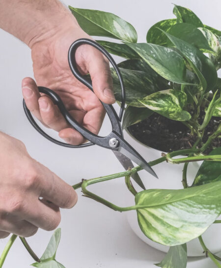 plant_product_accessories_4.2