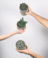 plant_product_indoor_2