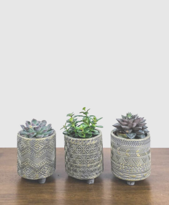 plant_product_indoor_2.2