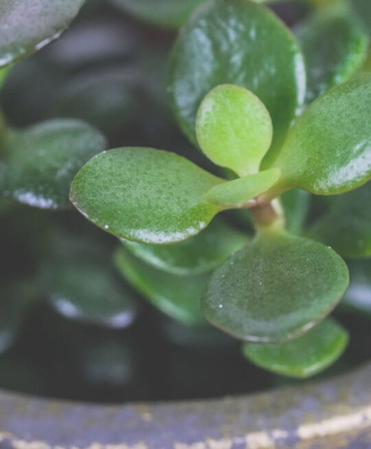 plant_product_indoor_2.3