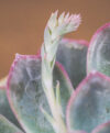 plant_product_indoor_2.4