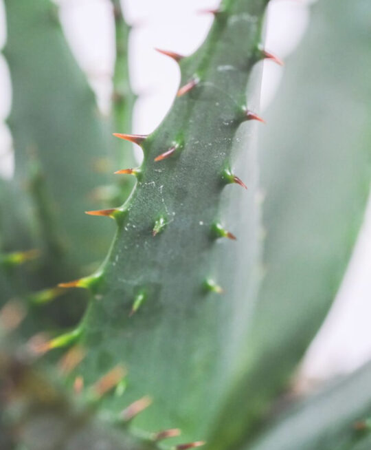 plant_product_indoor_2.5