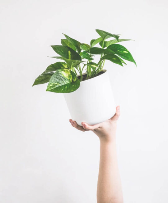 plant_product_indoor_3