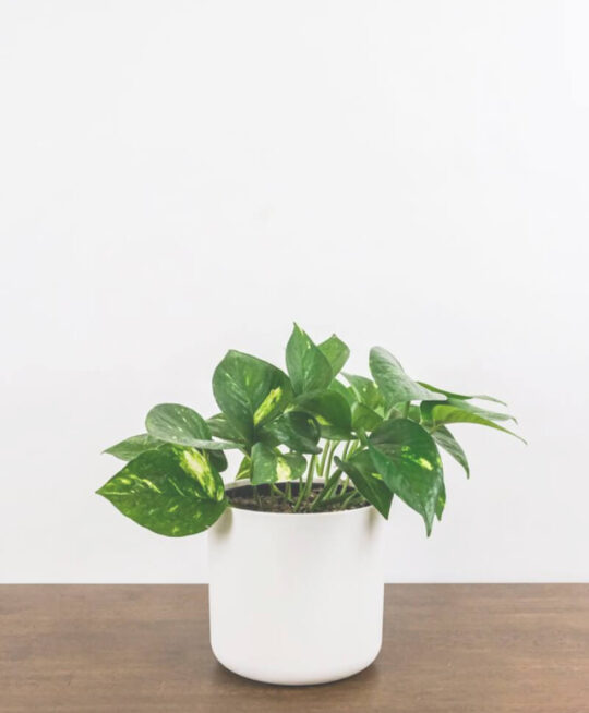 plant_product_indoor_3.1-1