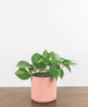 plant_product_indoor_3.1-2