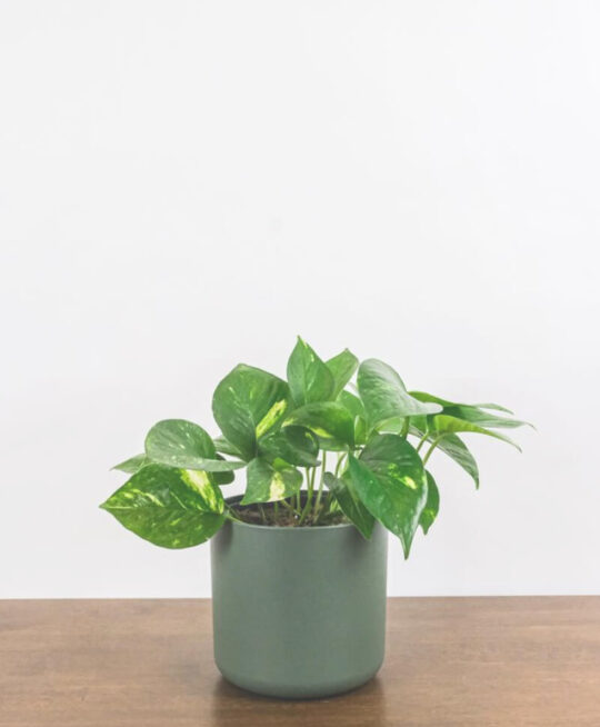 plant_product_indoor_3.1