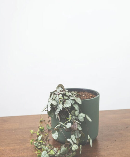 plant_product_indoor_5.2