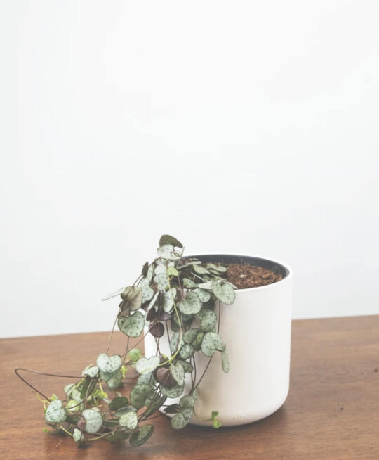 plant_product_indoor_5.3