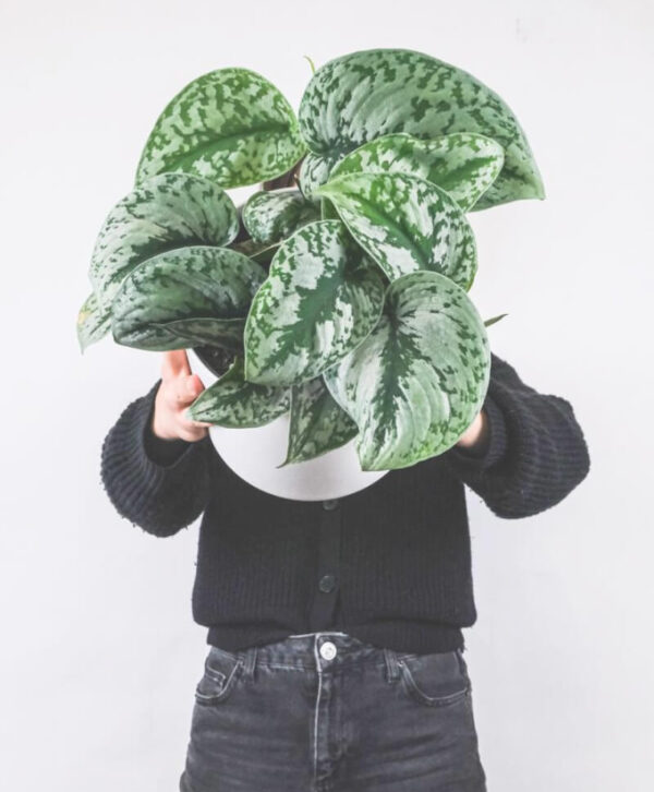 plant_product_outdoor_1