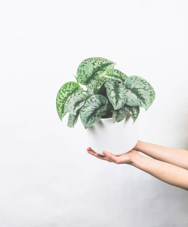plant_product_outdoor_1.1