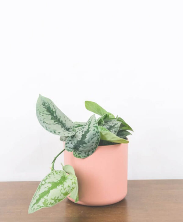 plant_product_outdoor_1.2-1