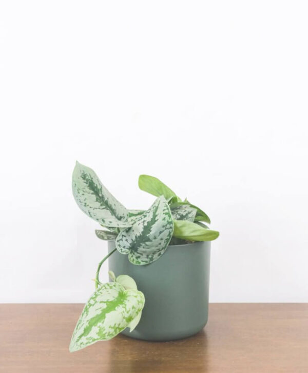 plant_product_outdoor_1.2