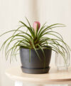 plant_product_outdoor_10.1