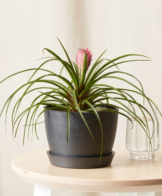 plant_product_outdoor_10.1