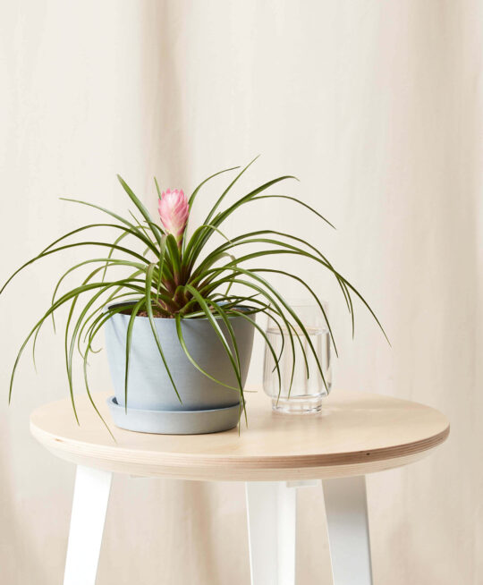 plant_product_outdoor_10.5