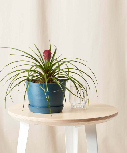 plant_product_outdoor_10.6