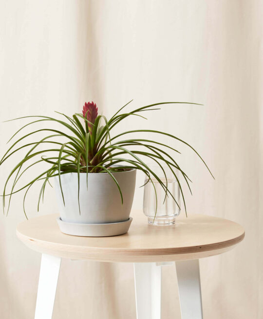 plant_product_outdoor_10.7