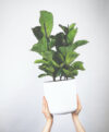 plant_product_outdoor_4
