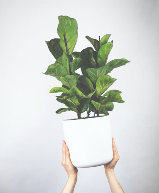 plant_product_outdoor_4