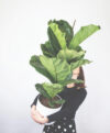 plant_product_outdoor_5