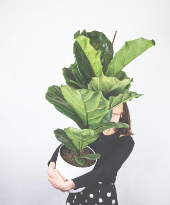plant_product_outdoor_5