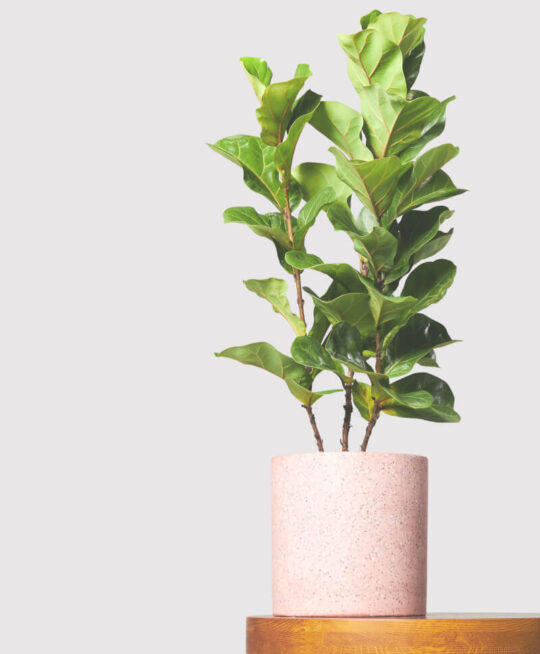 plant_product_outdoor_6