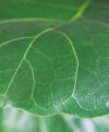 plant_product_outdoor_7