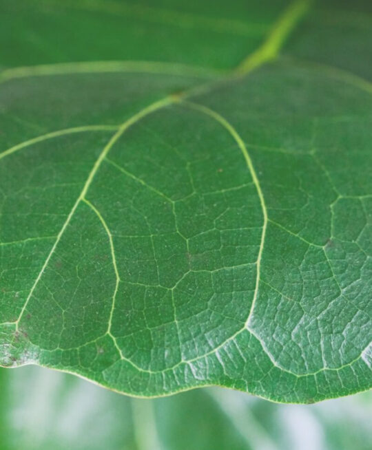 plant_product_outdoor_7