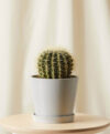plant_product_outdoor_9.2