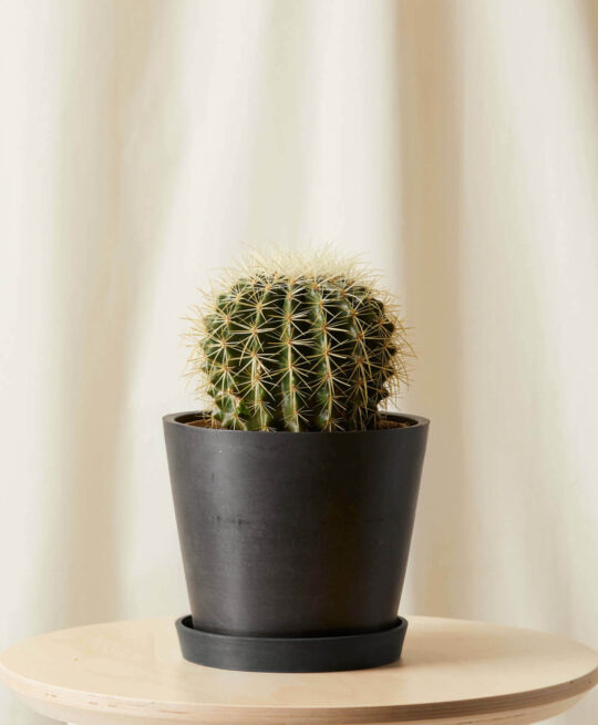 plant_product_outdoor_9.3