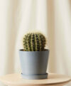 plant_product_outdoor_9.4