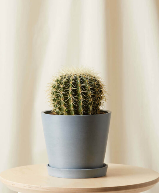 plant_product_outdoor_9.4