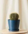 plant_product_outdoor_9.5