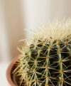 plant_product_outdoor_9.6