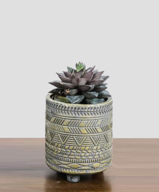 product_plants_3