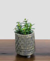 product_plants_4