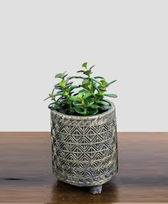 product_plants_4
