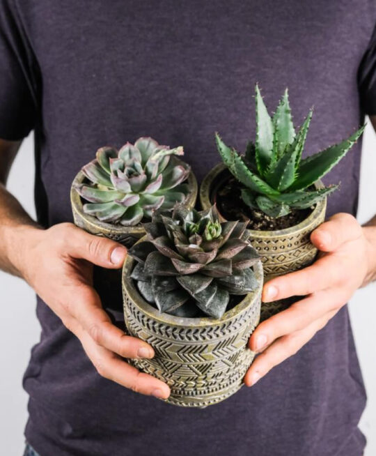product_plants_5